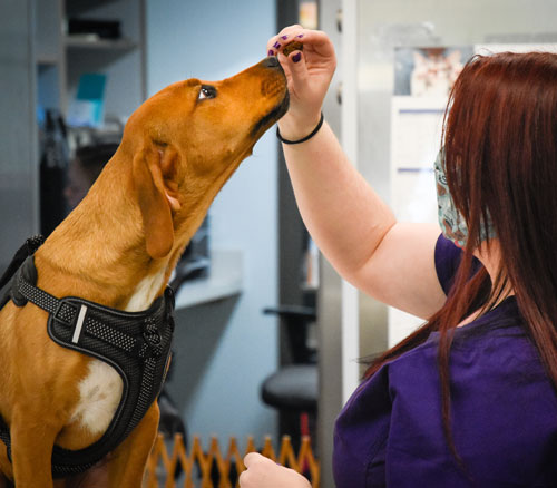 Animal_Hospital_Biscoe_Affectionate_Dog_500x438 Animal_Hospital_Biscoe_Affectionate_Dog