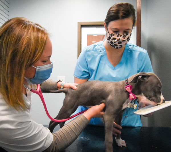 Animal_Hospital_Biscoe_Annual_Exam_Dog