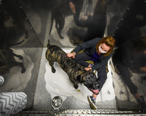 Animal_Hospital_Biscoe_Care_Dog_500x395 Animal_Hospital_Biscoe_Care_Dog