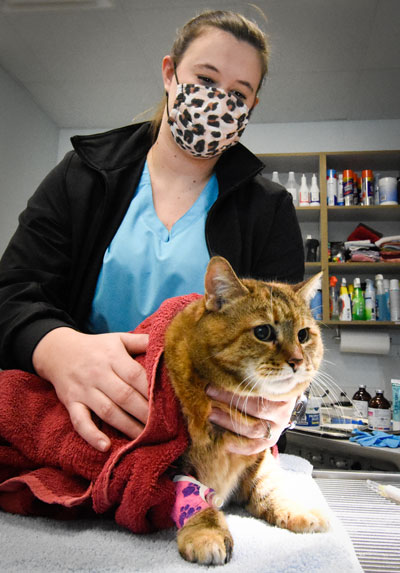 Animal_Hospital_Biscoe_Cat_Exam_400x573 Animal_Hospital_Biscoe_Cat_Recovery