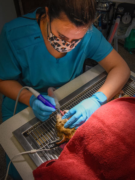 Animal_Hospital_Biscoe_Cat_Surgery_450x603 Animal_Hospital_Biscoe_Cat_Surgery_Dental