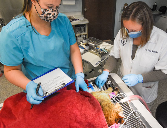 Animal_Hospital_Biscoe_Cat_Surgery_550x421 Animal_Hospital_Biscoe_Cat_Surgery_1