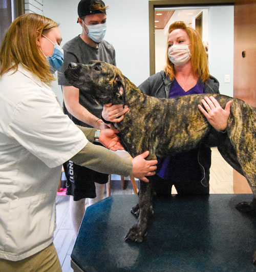 Animal_Hospital_Biscoe_Exam_Dog