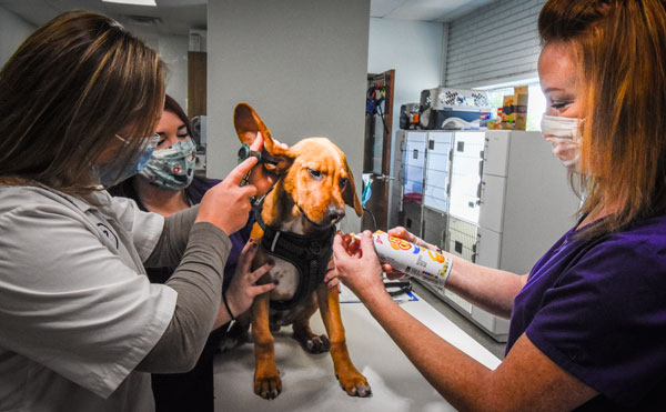 Animal_Hospital_Biscoe_Exam_Dog