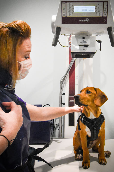 Animal_Hospital_Biscoe_Xray_Dog_Tech