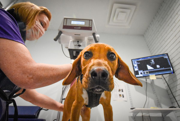 Animal_Hospital_Biscoe_Xray_Dog