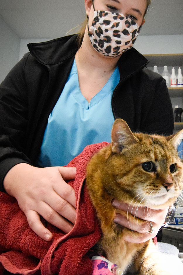 Biscoe_Animal_Hospital_Biscoe_NC_Cat_Recovery