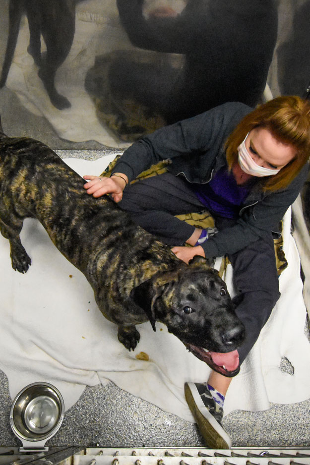 Biscoe_Animal_Hospital_Biscoe_NC_625x938_Emergencies Biscoe_Animal_Hospital_Biscoe_NC_Emergencies