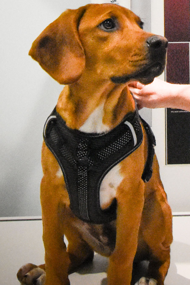 Biscoe_Animal_Hospital_Biscoe_NC_625x938_News2 Biscoe_Animal_Hospital_Biscoe_NC_News