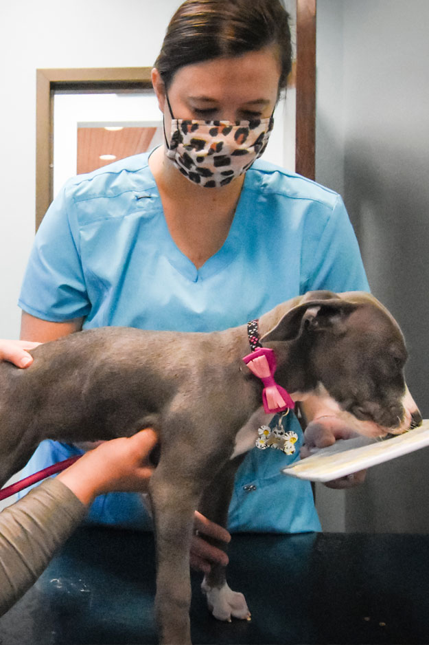 Biscoe_Animal_Hospital_Biscoe_NC_625x938_Pharmacy Biscoe_Animal_Hospital_Biscoe_NC_Pharmacy