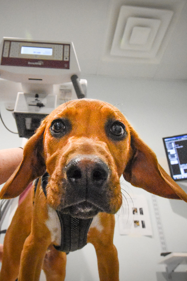 Biscoe_Animal_Hospital_Biscoe_NC_625x938_Reviews Biscoe_Animal_Hospital_Biscoe_NC_Reviews
