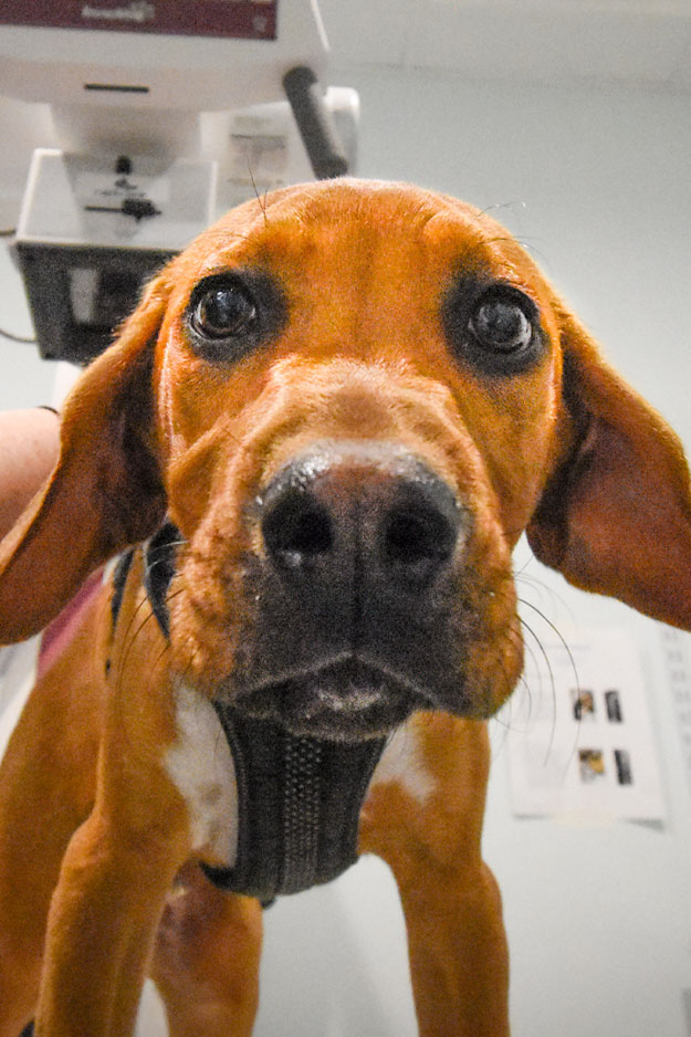 Animal Hospital Biscoe -Surgical Consent Form Animal Hospital Biscoe -Surgical Consent Form