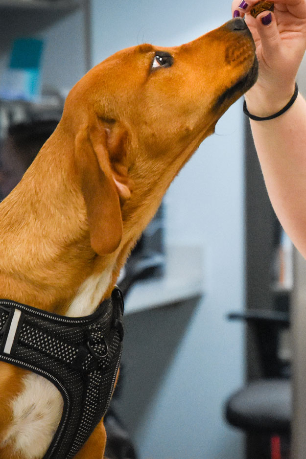 Biscoe_Animal_Hospital_Biscoe_NC_Home_Pet_Services Biscoe_Animal_Hospital_Biscoe_NC_Home_Pet_Services